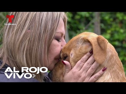 Mujer asegura que puede comunicarse con los animales | Al Rojo Vivo | Telemundo