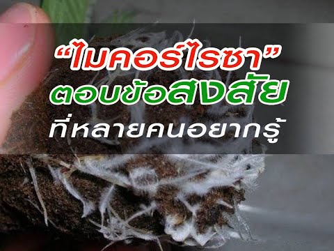 #ไมคอร์ไรซาตอบข้อสงสัยที่หลายค #ไมคอร์ไรซาตอบข้อสงสัยที่หลายค