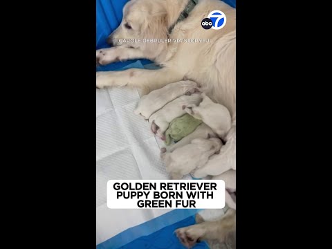 Golden retriever puppy born green becomes viral sensation