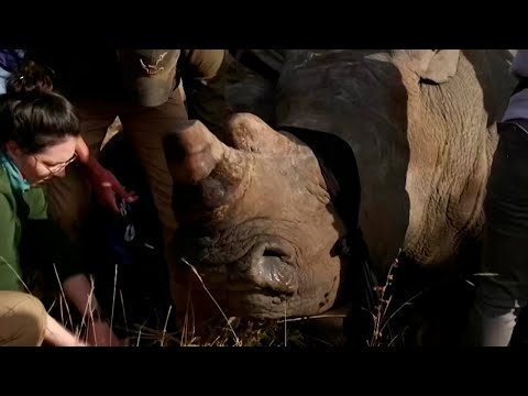 Parque sudafricano descuerna rinocerontes para evitar la caza predatoria