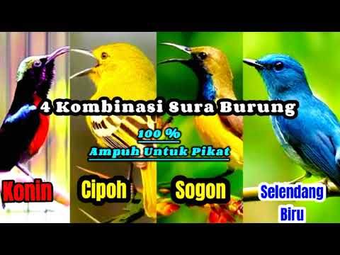 KOMBINASI SURA PIKAT ( Konin, Cipoh, Sogon, Selendang Biru )