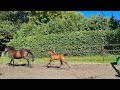 Show jumping horse Chique hengstveulen uit moederlijn Ideal de La Loge