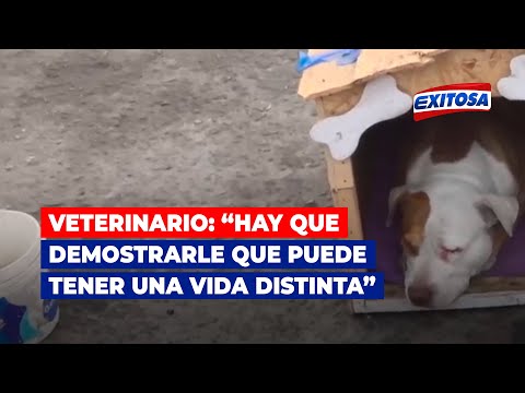 Rondón sobre perro 'Lalo': Hay que demostrarle que puede tener una vida distinta