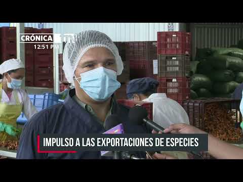 Doselva: la empresa en Nicaragua que exporta cúrcuma, jengibre y vainilla