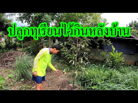 ปลูกทุเรียนหลังบ้าน-เกิดปัญหาใ ปลูกทุเรียนหลังบ้าน-เกิดปัญหาใ