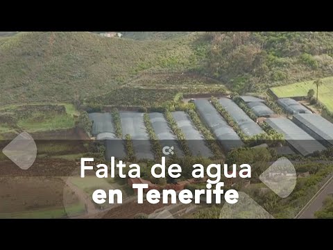 La falta de agua en Tenerife reduce la cosecha de frutas, hortalizas y flores