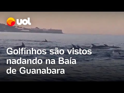 Golfinhos são vistos nadando na Baía de Guanabara, no Rio; veja vídeo