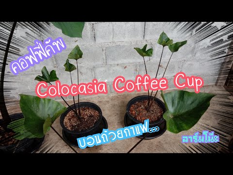 Ep.2-บอนคอฟฟี่คัพ-Colocasia-Co Ep.2-บอนคอฟฟี่คัพ-Colocasia-Co