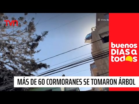 Como película de terror: Más de 60 cormoranes se tomaron árbol de casa en Antofagasta | Buenos días