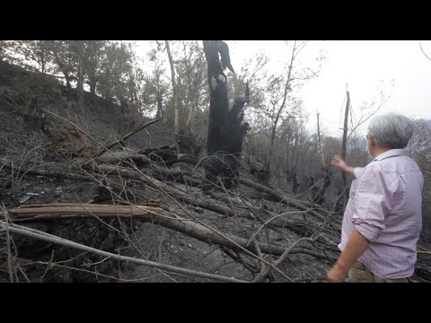 El fuego arrasa ya casi 60.000 hectáreas en seis comunidades autónomas