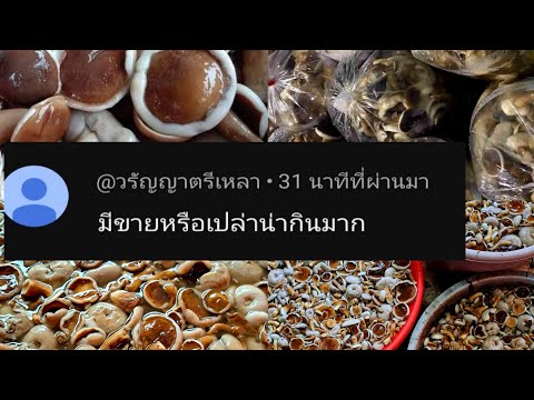 ขายเห็ดผึ้งขมเหลือ7โลสุดท้าย