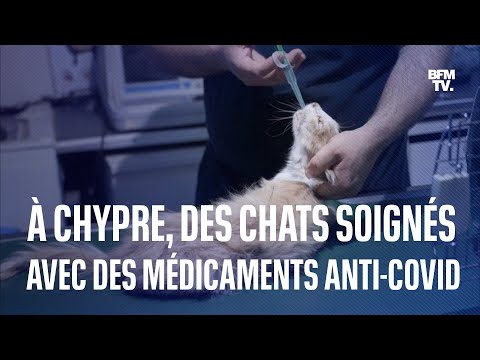 À Chypre, les chats sont soignés avec des médicaments contre le Covid-19