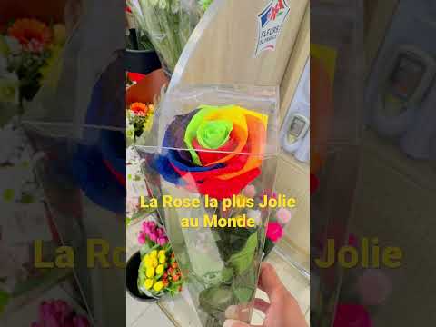 La Rose la plus Jolie au Monde #rose #fleurs