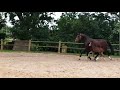 Dressuurpaard Intressante goed fokkende fokmerrie drachting van Fynch Hatton
