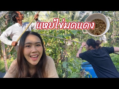 แหย่ไข่มดแดงทำอาหาร|NateKaw