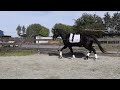 Dressage horse 3-jarige Fontaine TN x Brainpower merrie