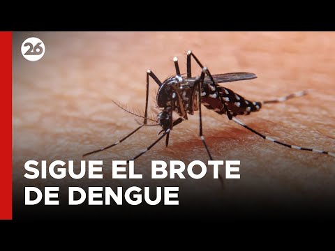 ARGENTINA | Sigue el brote de dengue