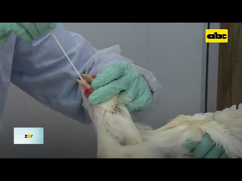 Piden declarar emergencia contra gripe aviar en Brasil