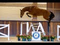 Show jumping horse Trigon Auction