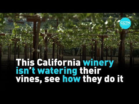 This California winery isn't watering their vines, see how they do it
