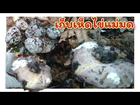 เก็บเห็ดไข่แม่มด-ที่ป่าเยอรมัน เก็บเห็ดไข่แม่มด-ที่ป่าเยอรมัน