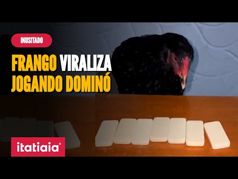 FRANGO VIRALIZA APÓS JOGAR DOMINÓ EM VÍDEO