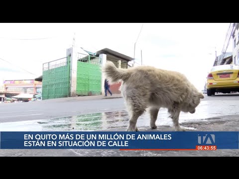 Un millón de animales en situación de calle en Quito
