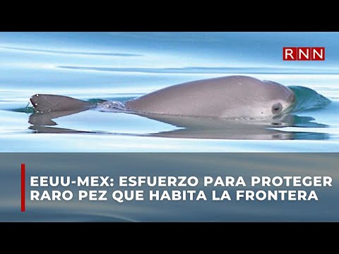 Esfuerzo binacional para proteger a un raro pez que habita la frontera entre México y Estados Unidos