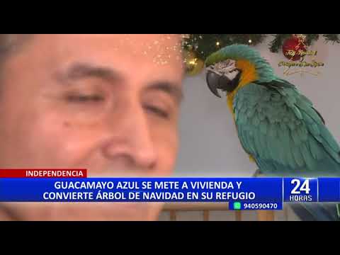 Independencia: guacamayo azul se mete a casa y convierte árbol de navidad en su refugio
