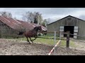 Show jumping horse 2 jr KWPN merrie v: Connect (Top kwaliteit)