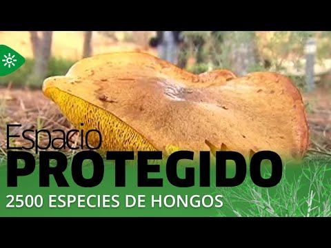 Espacio Protegido | El jardín micológico de Priego de Córdoba reúne 2500 especies de hongos