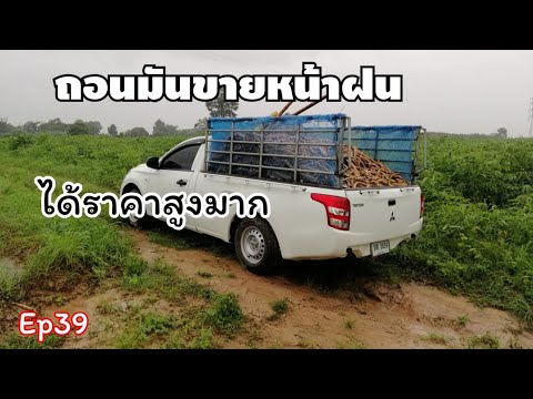 ถอนมันขายในช่วงหน้าฝนก่อนที่มั