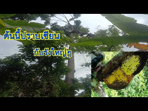 ตีผึ้งหลวง-ต้นไม้บิดรูป-ต้นนี้ ตีผึ้งหลวง-ต้นไม้บิดรูป-ต้นนี้