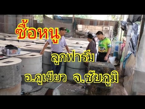 ชื้อหนูลูกฟาร์ม-บ.เพรช-ต.บ้า ชื้อหนูลูกฟาร์ม-บ.เพรช-ต.บ้า