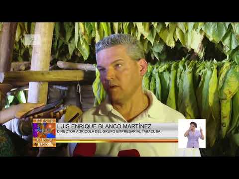 Cuba: Momento crucial en cosecha de tabaco en Pinar del Río
