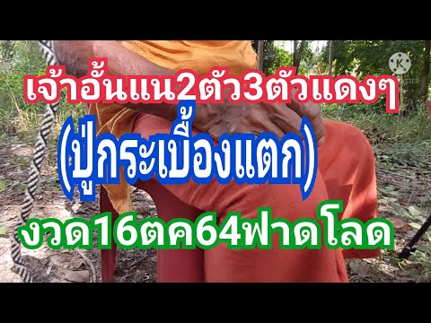 เจ้าอั่นแน่2ตัว3ตัวแดงๆ(ปู่กระ เจ้าอั่นแน่2ตัว3ตัวแดงๆ(ปู่กระ