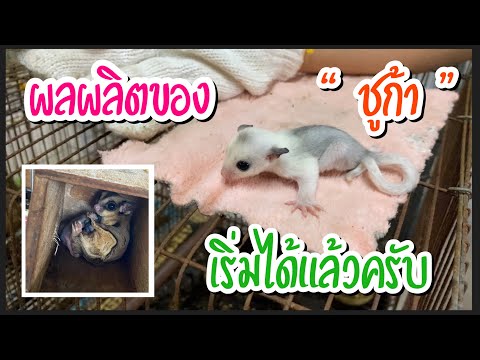 Zing’s-Day-I-ผลผลิตของ-“ชูก้า” Zing’s-Day-I-ผลผลิตของ-“ชูก้า”