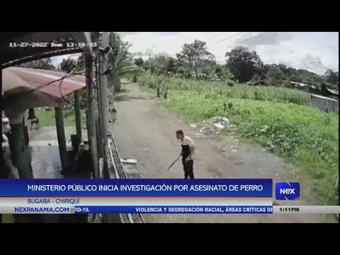 MP inicia investigación por asesinato de perro en Chiriquí