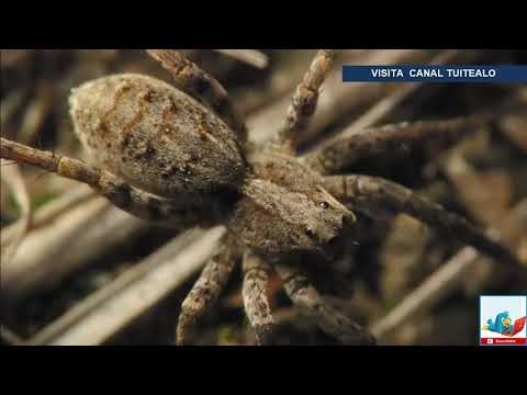 Arañas lobo del Ártico se están volviendo caníbales por la falta de alimento