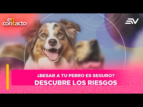 ¿Besar a tu perro es seguro? Descubre los riesgos que debes conocer | En Contacto | Ecuavisa