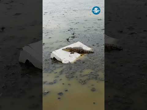 Buscan a cocodrilo en la Laguna La Piedad hasta con drones