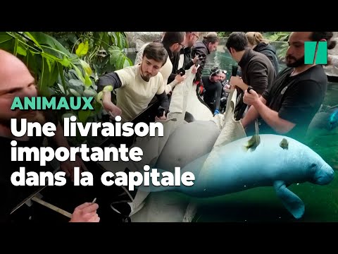 Pour sauver l'espèce, cette femelle lamantin rejoint trois mâles au zoo de Paris