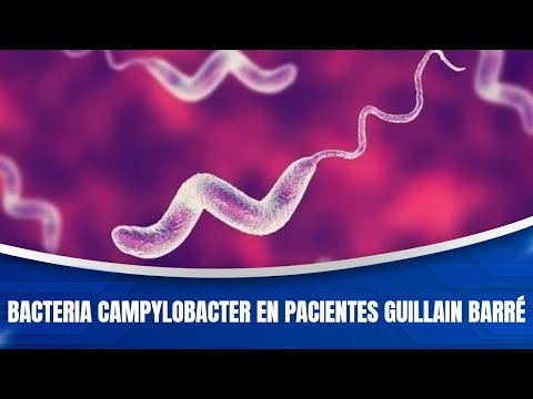 Bacteria campylobacter en pacientes Guillain Barré