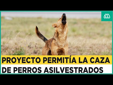 Proyecto permitía la caza de perros asilvestrados: Expertos critican el rechazo a la propuesta
