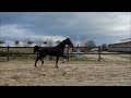 Dressage horse Zeer goed bewegende 4 jarige Special Agent Amour!
