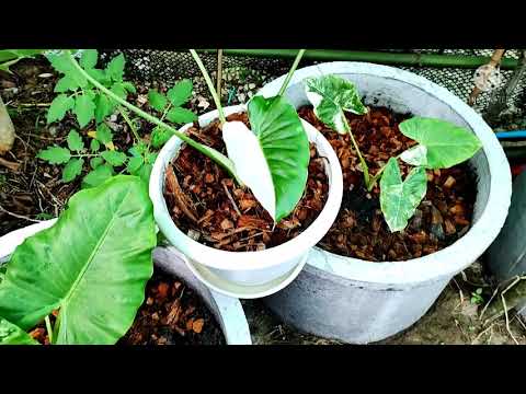 บอนกระดาษด่าง-โอกินาว่า-หูช้าง บอนกระดาษด่าง-โอกินาว่า-หูช้าง