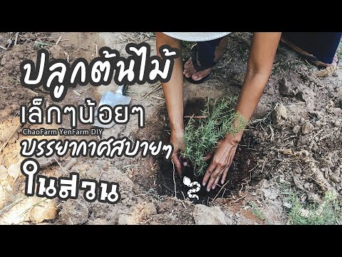 ปลูกต้นไม้🌱💦กับบรรยากาศ🌴สบายๆใ ปลูกต้นไม้🌱💦กับบรรยากาศ🌴สบายๆใ