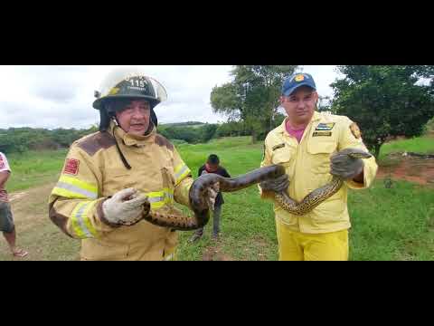 Bomberos rescataron y ponen en cuarentena a una anaconda verde (Kuriyu)