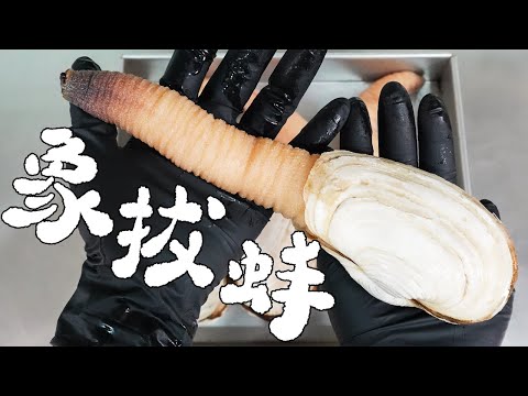 生吃粗大的象拔蚌是什麼口感？｜RICOの食材圖鑑