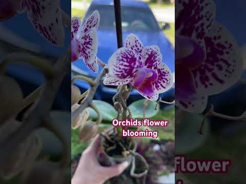 OrchidsflowersbloominginUS